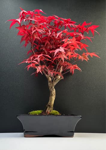 Bonsai mit Keramik Blumentopf - 20 cm Schale ca. 6 Jahre, Acer Deshojo/Japanischer Fächerahorn - Acer (Ahorn) Bonsai/Ligustrum, Ficus, Carmona, Podocarpus, Chinese elm - ca. 9-11 Jahre von Bonsai LT