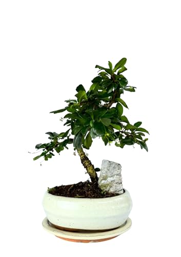 Bonsai mit Keramik Blumentopf und Felsen ca. 25-35cm hoch/Bonsai Geschenk/Anfänger (Fukien Teebaum Bonsai, 16 cm Schale ca. 7-8 Jahre) von Bonsai LT