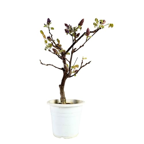 Glyzinien-Bonsai-Baum - Wisteria Floribunda aus Japan - (15 cm Schale, 55-65cm Höhe) von Bonsai LT