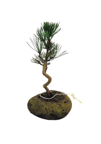 Japan Weißer Kiefer Bonsai Pinus - ca. 7 Jahre alt, ca. 23 cm hoch von Bonsai LT