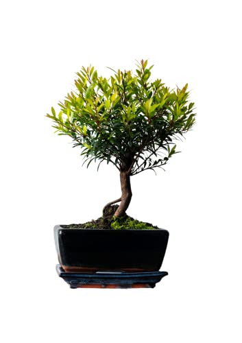 Syzygium Bonsai (ca 8 Order 10 Jahre) (Ca. 8 Jahre) von Bonsai LT