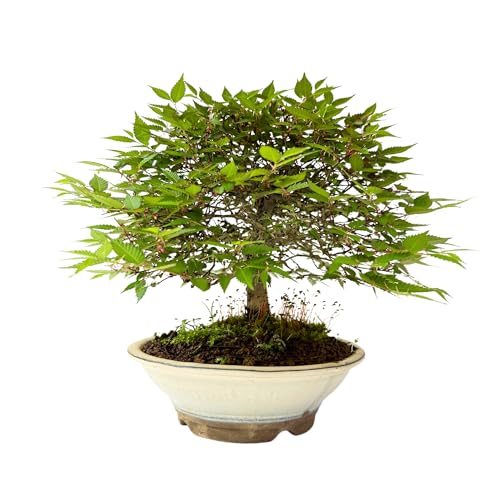 Zelkova Serrata - Japanische Ulme - Bonsai-Baum - Zelkova aus Japan - (15 cm Schale, 25-29 cm Höhe) von Bonsai LT