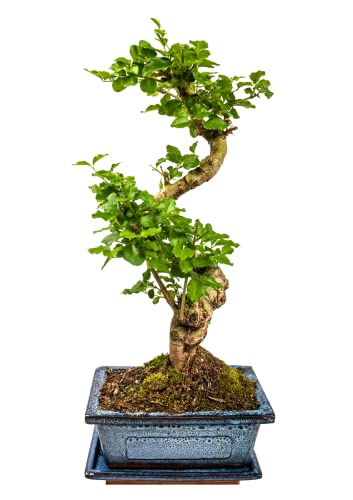 Zimmerbonsai chinesischer Liguster bonsai - ca. 11 Jahre 35-40 cm hoch Immergrün mit Auffangschale von Bonsai LT