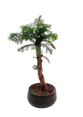 Zimmerpflanze Araucaria Cunninghsmii P19 Bonsai Tolles Geschenk (Schwarz) von Bonsai LT