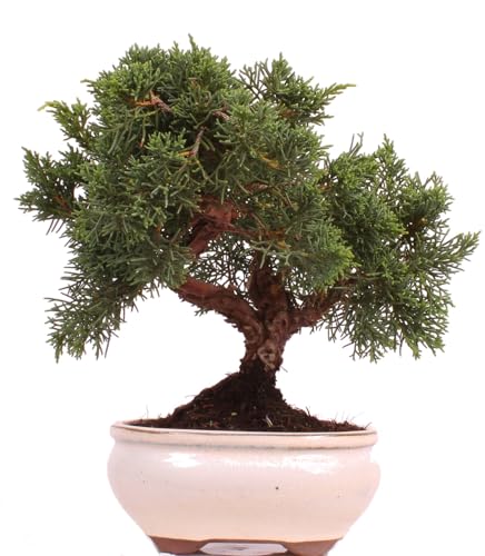 Bonsai - Juniperus chinensis 'Kyushu', Chinesischer Wacholder 224/59 Bonsai - Juniperus chinensis 'Kyushu', Chinesischer Wacholder 224/59 von Bonsai-Shopping