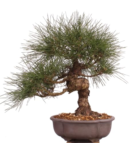 Bonsai - Pinus thunbergii, Japanische Schwarzkiefer 222/45 von Bonsai-Shopping