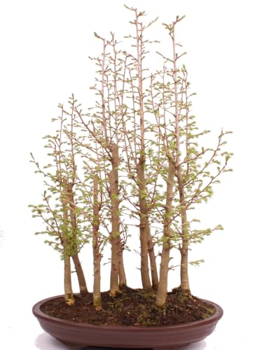 Bonsai - Pseudolarix amabilis, Goldlärche, Wald 222/51 von Bonsai-Shopping