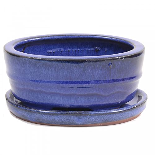 Bonsai - Schale oval, 16 x 11,5 x 6,5 cm, Blau, mit Untersetzer 23984 von Bonsai-Shopping