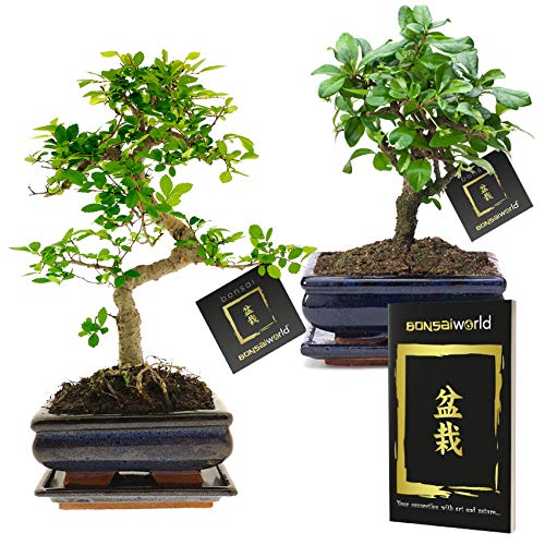 vdvelde.com - Bonsaiworld Bonsai Pflanzen Starter Kit - 2 verschiedene Bonsai Baumen 1 S-Form und 1 Kugelform - Ca. 10 Jahre alt (Höhe: ca. 25/30 cm) - Inklusive japanischem Keramiktopf und Bonsaibuch von Bonsaiworld