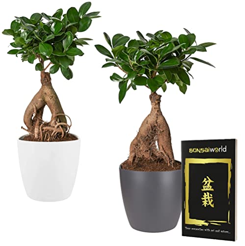 vdvelde.com - Bonsaiworld Bonsai Baum Ficus Ginseng 2er Set + 4 Töpfe (2 Anthrazit und 2 Weiß) - Yin & Yang - Bonsai Pflanze Höhe: ca. 30 cm, Topf 14 cm - Inklusive Bonsai Buch - Aus eigen Gärtnerei von Bonsaiworld