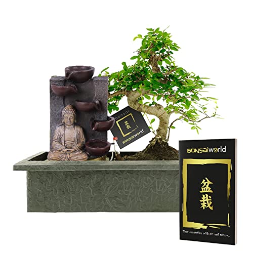 vdvelde.com - Bonsaiworld Buddha Wasserfall - Bonsai Set mit Wasserstandsanzeiger und Bonsaibuch - Bonsai Baum ca. 10 Jahre alt (Pflanzenhöhe: ca. 30 cm) - Pflegeleicht von Bonsaiworld