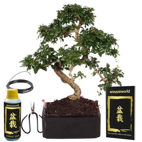 vdvelde.com - Bonsaiworld Bonsai Easy care - Bonsai Baum Echt S-Form mit Starterkit - Ca. 12 Jahre alt (Höhe: ca. 30 cm) - Inklusive Schwarzer Keramiktopf mit einzigartigem Bewässerungssystem von Bonsaiworld