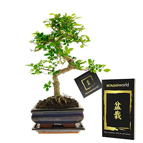 vdvelde.com - Bonsaiworld Bonsai Starter Kit - Bonsai Baum Echt S-Form mit Bonsai Buch für Anfänger - Ca. 10 Jahre alt (Höhe: ca. 30 cm) - Inklusive japanischem Keramiktopf und Untersetzer von Bonsaiworld