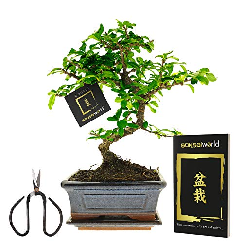 vdvelde.com - Bonsaiworld Bonsai Baum Starter Kit - Ideales Änfanger Pflegeset mit Buch & Schere - Zimmerbonsai Echt S-Form, ca. 10 Jahre alt - Pflegeleicht, tolle Dekoration - Höhe: 25-30 cm von Bonsaiworld