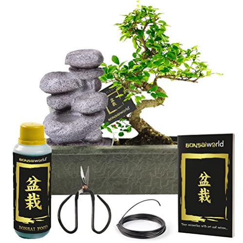 vdvelde.com - Bonsaiworld Bonsai Baum Zen Wasserfall - Bonsai Starter Set - 7 teilig - Zimmerbonsai echt S-form ca. 10 Jahre alt (Pflanzenhöhe: ca. 30 cm) Mit, Schare, Draht, Dünger und Bonsaibuch von Bonsaiworld