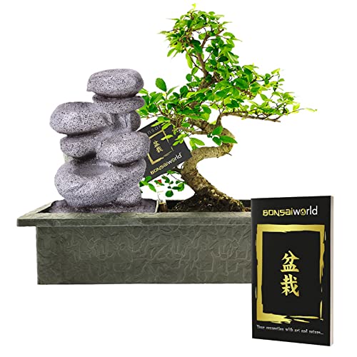 vdvelde.com - Bonsaiworld Zen Wasserfall - Bonsai Set mit Fließendes Wasser und ein Bonsai-Buch - Bonsai Baum ca. 10 Jahre alt, Höhe: ca. 30 cm - Zimmerbonsai Pflegeleicht von Bonsaiworld