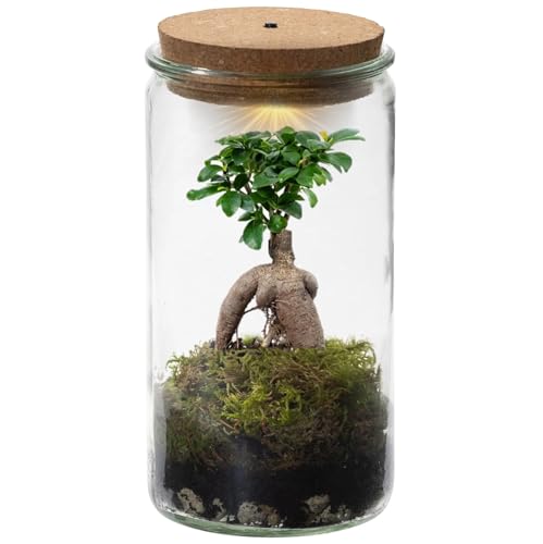 Vdvelde.com - Bonsaiworld Bonsai Ginseng Echt im Weck Glas - Flaschengarten - Mini Pflanzen Terrarium - Ökosystem Set - Ø 10,5 cm, Höhe 21 cm von Bonsaiworld