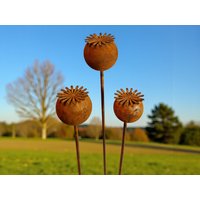 3Er Set Mohn Edelrost Rost Deko Rostige Gartendeko Blüten Blumen Gartenstecker Gartendekoration Garten Rostdeko 3Er Set Mohn Edelrost Rost Deko Rostige Gartendeko Blüten Blumen Gartenstecker Gartendekoration Garten Rostdeko von Bornhoeft