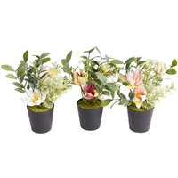 Botanic-Haus Künstliche Zimmerpflanze "Christrosen-Arrangement im schwarzen Kunststofftopf" Botanic-Haus Künstliche Zimmerpflanze "Christrosen-Arrangement im schwarzen Kunststofftopf" von Botanic-Haus