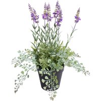 Botanic-Haus Künstliche Zimmerpflanze "Lavendel - Kräutertopf" von Botanic-Haus