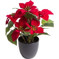 Botanic-Haus Kunstblume "Poinsettie mit 6 Blüten" von Botanic-Haus