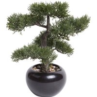 Botanic-Haus Kunstbonsai "Ceder Bonsai" von Botanic-Haus