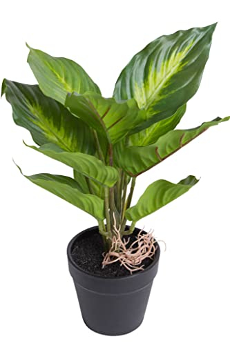 Botanic-Haus Kunstpflanze (Palme, Ficus, Schefflera, Akuba, Croton) Höhe ca. 30 cm im schwarzen Kunststofftopf (Dieffenbachia Camilla) von Botanic-Haus