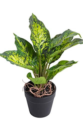 Botanic-Haus Kunstpflanze (Palme, Ficus, Schefflera, Akuba, Croton) Höhe ca. 30 cm im schwarzen Kunststofftopf (Dieffenbachia Tropic) von Botanic-Haus