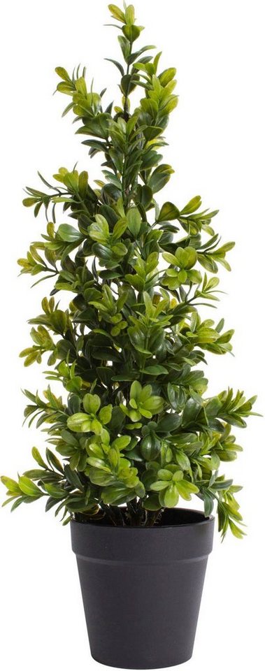 Künstliche Zimmerpflanze Buchsbaum im Topf Buchs, Botanic-Haus, Höhe 42 cm Künstliche Zimmerpflanze Buchsbaum im Topf Buchs, Botanic-Haus, Höhe 42 cm von Botanic-Haus