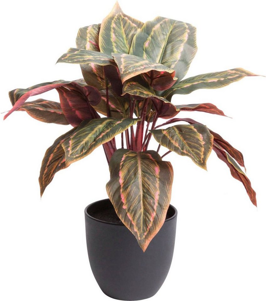 Künstliche Zimmerpflanze Calathea Calathea, Botanic-Haus, Höhe 43 cm von Botanic-Haus