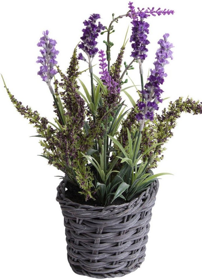 Künstliche Zimmerpflanze Lavendel - Erika Arrangement im Korb, Botanic-Haus, Höhe 30 cm von Botanic-Haus