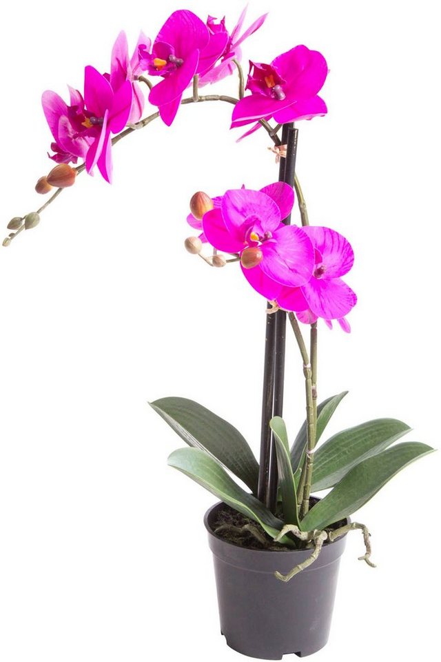 Kunstorchidee Orchidee Bora Orchidee, Botanic-Haus, Höhe 50 cm von Botanic-Haus