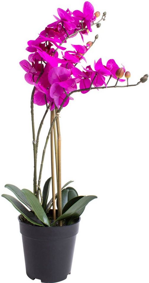 Kunstorchidee Orchidee Bora Orchidee, Botanic-Haus, Höhe 60 cm von Botanic-Haus