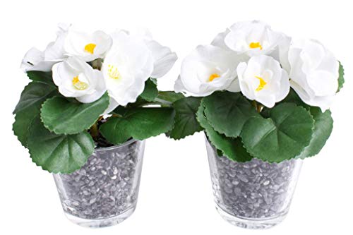 künstliche Frühlingsblume Mini-Begonie mit 5 Stielen im Glas (2 Stück) (Creme-weiß) von Botanic-Haus