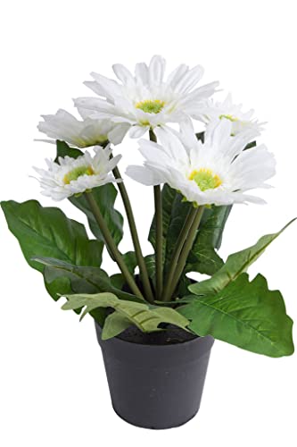 Botanic-Haus künstliche Gerbera (Gerberabusch) mit 5 Stielen im schwarzen Kunststofftopf (Creme-weiß) von Botanic-Haus