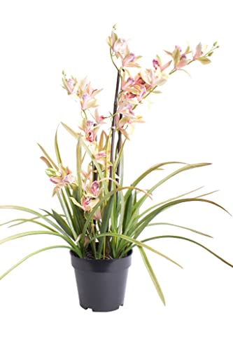 künstliche Orchidee (Orchideen Pflanze / Cymbidium) im schwarzen Kunststofftopf mit Rispen, Blättern und Luftwurzeln (rosa-grün) von Botanic-Haus