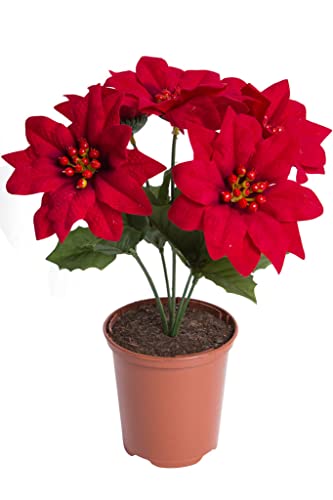 künstliche Poinsettie (Weihnachtsstern/Christstern) mit 5 Blüten im braunen Kunststofftopf, samtig Farbe: rot von Botanic-Haus
