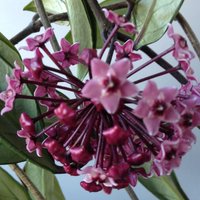 Hoya Carnosa Syrenlila Kakaoduft Wachsblume Zimmerpflanze Steckling von Botanika1007
