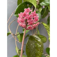 Hoya Cv. Sao 111 Pubicalyx Rhp Xfungii Wachsblume Zimmerpflanze Steckling von Botanika1007
