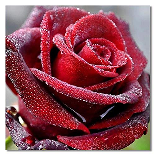 Bougimal 5D Diamant Painting Bilder, Diamant-Malereifür Erwachsene Geschenk Wall Decoration, Rose (30cmx30cm) von Bougimal