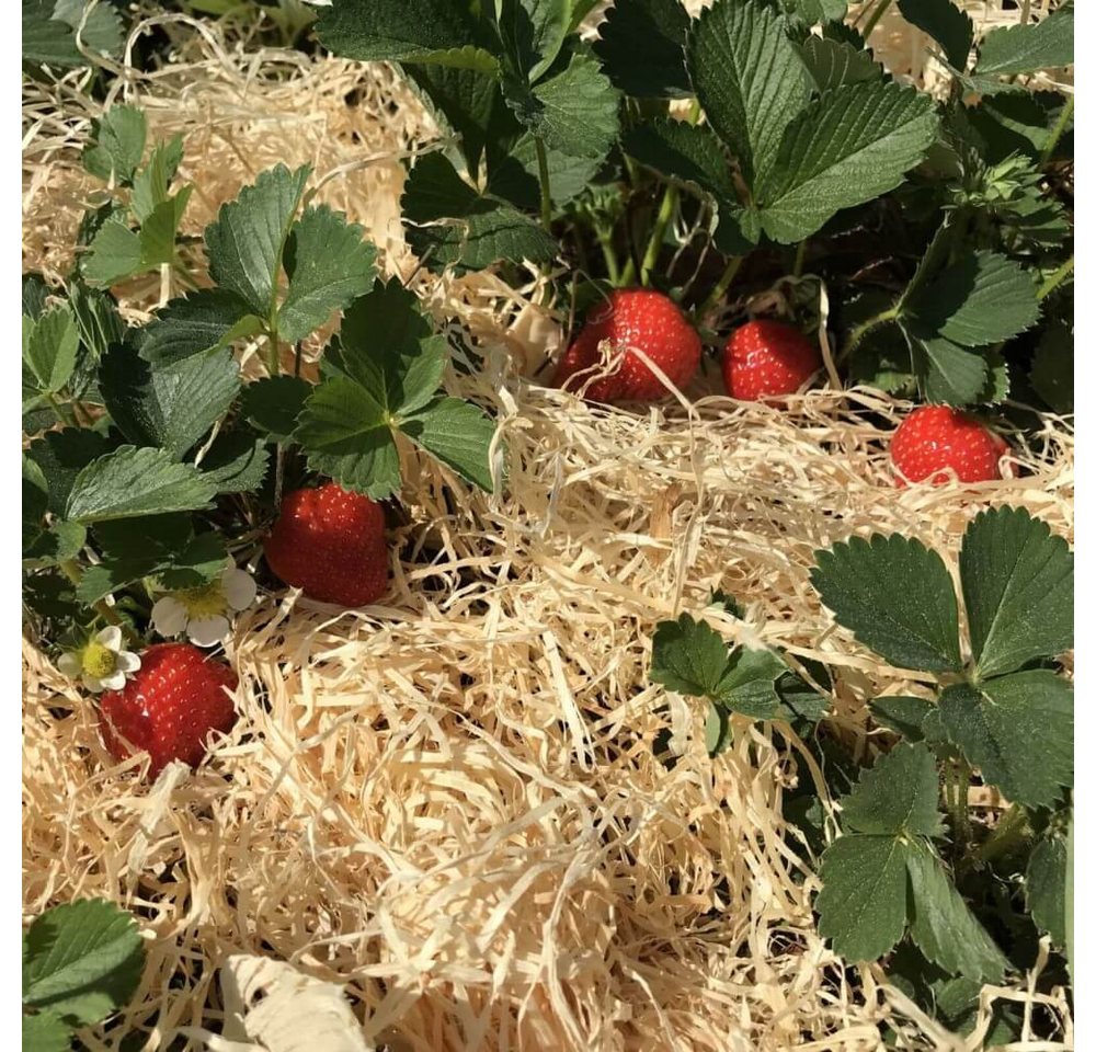 Boxolutions Gemüsedünger Holzwolle für Erdbeeren 10 Kg - Erdbeer Holzwolle Natur unbehandelt von Boxolutions