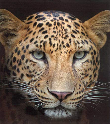 Brandsseller Tiermotiv Decke Kuscheldecke Tagesdecke Wohndecke 150x200 cm (150x200 cm, Leopard) von Brandsseller