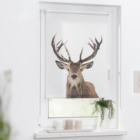 LICHTBLICK Rollo Hirsch braun B/L: ca. 60x150 cm LICHTBLICK Rollo Hirsch braun B/L: ca. 60x150 cm von LICHTBLICK