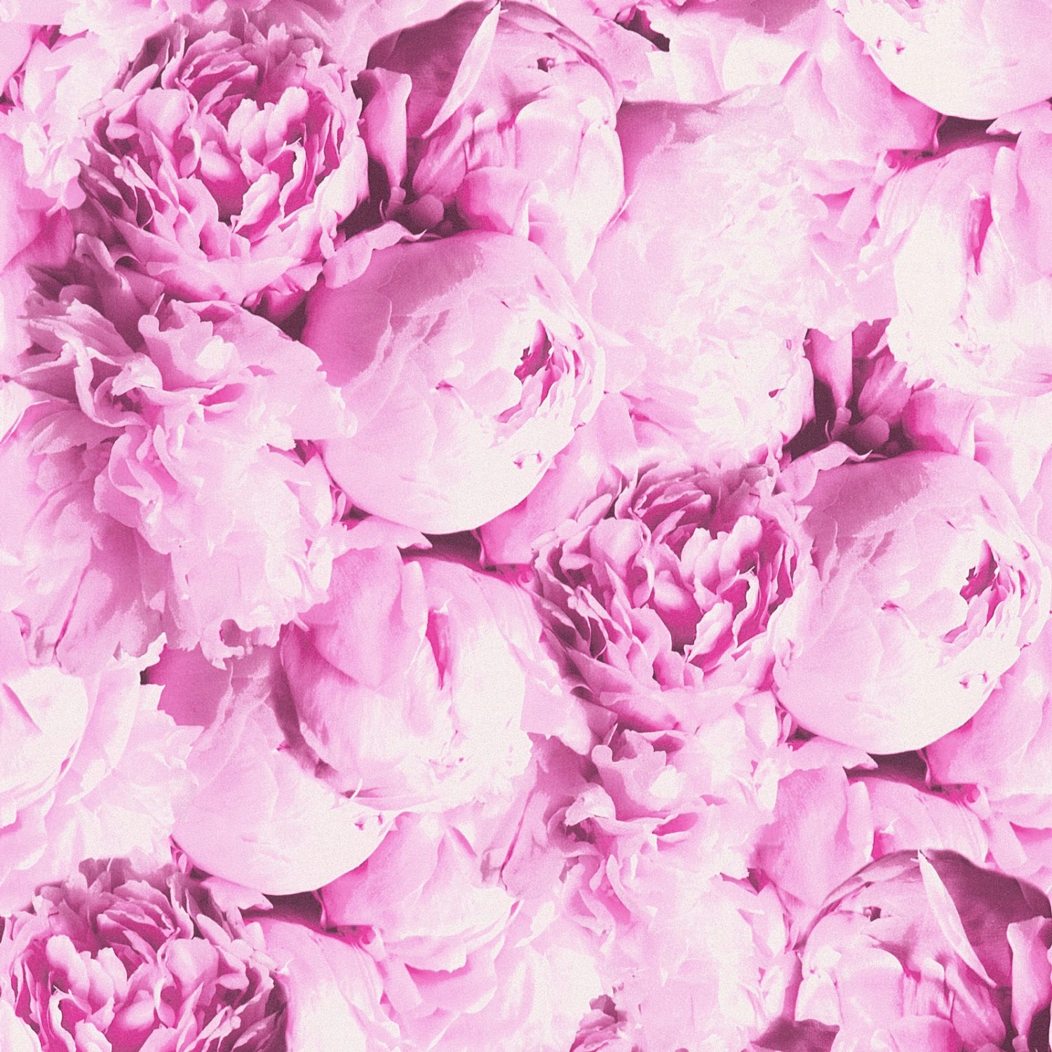 Bricoflor Pfingstrosen Tapete Pink Vlies Rosentapete Rosa Ideal für Schlafzimmer und Mädchenzimer Romantische Vliestapete mit Blumen von Bricoflor
