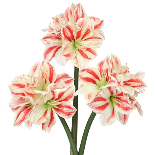 Briful Amaryllis künstliche Blumen, 43 cm, künstliche Amaryllis-Blumen mit 4 Köpfen, Seidenblumenstrauß für Zuhause, Zimmer, Tischdekoration, Hochzeit, Party, Arrangements (rot/weiß), 3 Stück von Briful