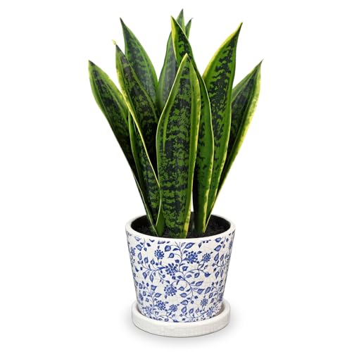 Briful Künstliche Sansevieria Zimmerpflanze Kunstpflanze Dekopflanze in Weißem Keramiktopf Weiß Höhe 40.6cm (Grün Blau) von Briful