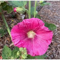 100 Hollyhock Samen von BrightHorizonSeeds