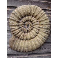 Große Ammonit Fossil Stein Wandplatte Sprungbrett Garten Ornament 48 X 38 cm von BrighthelmStone