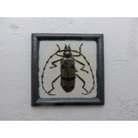 Kunstvoller Wandschmuck/Wandbild/ Keramikplatte Mit Aufmodelliertem Insekt "Alpenbock" Kunstvoller Wandschmuck/Wandbild/ Keramikplatte Mit Aufmodelliertem Insekt "Alpenbock" von BrigittePeglow