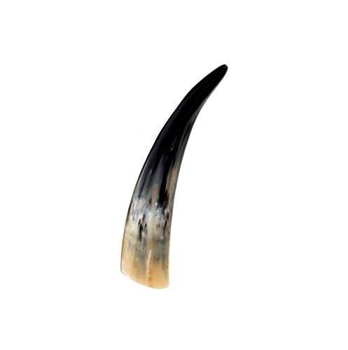 Brillibrum Design Echtes Kuhhorn 31cm bis 40cm Länge Rinderhörner poliert Stier Horn Trophäe Trinkhorn von Brillibrum